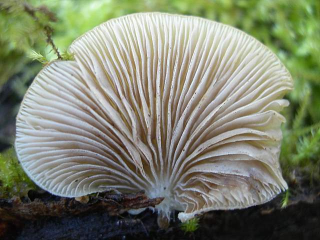 Crepidotus da determinare